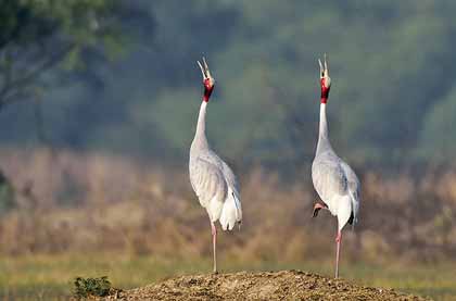 adventure camping in Rajasthan