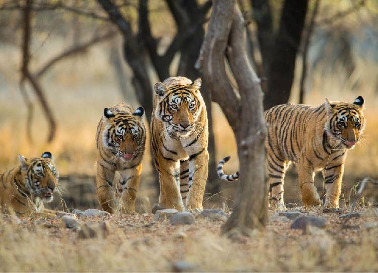 adventure camping in Rajasthan